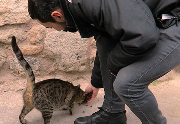 Čovak hrani mačku - Istambul