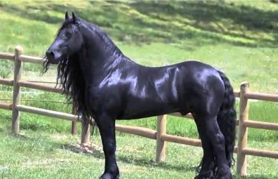 Frizijski konj