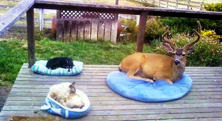 Jelen, pas i mačka leže zajedno