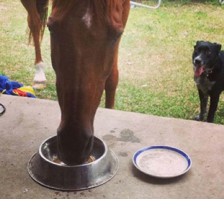 Konj pije pseću vodu