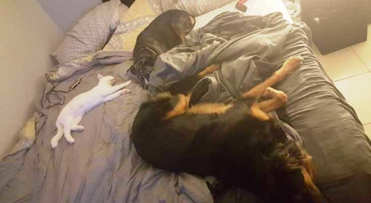 Psi i mačka u krevetu