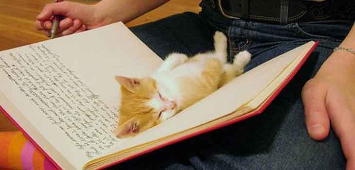 Mace u knjizi