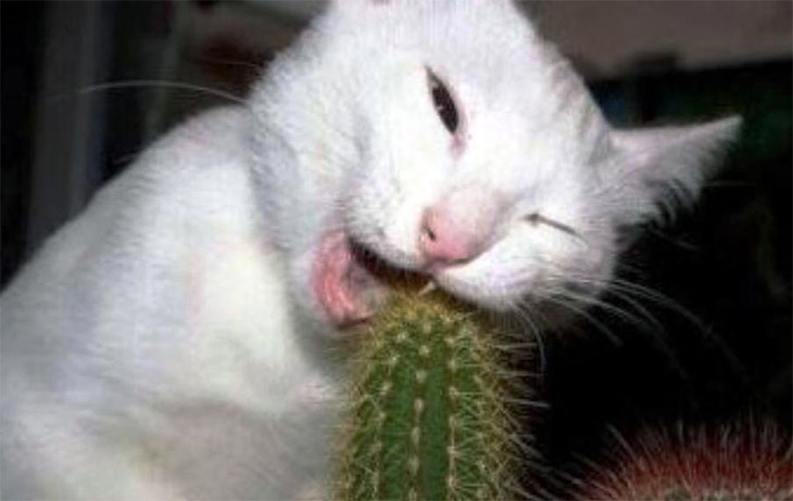 Mačka i kaktus