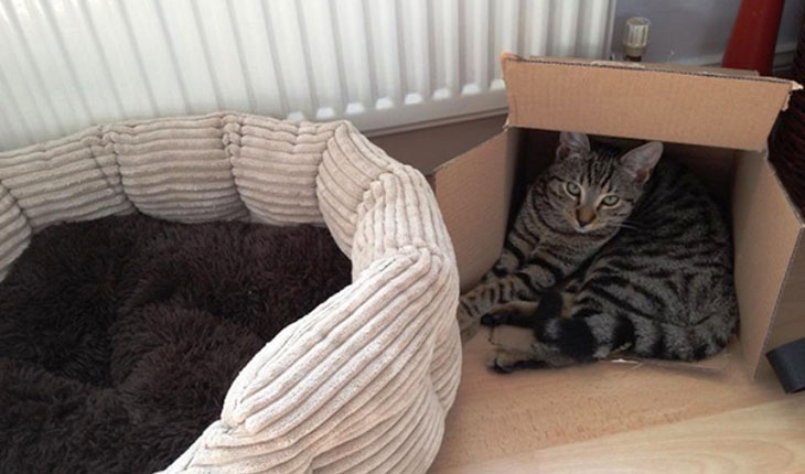 Mačka i kutija