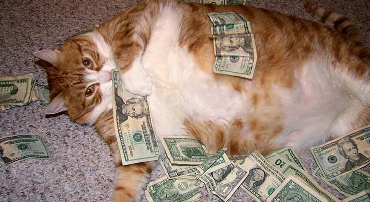 Mačka i pare