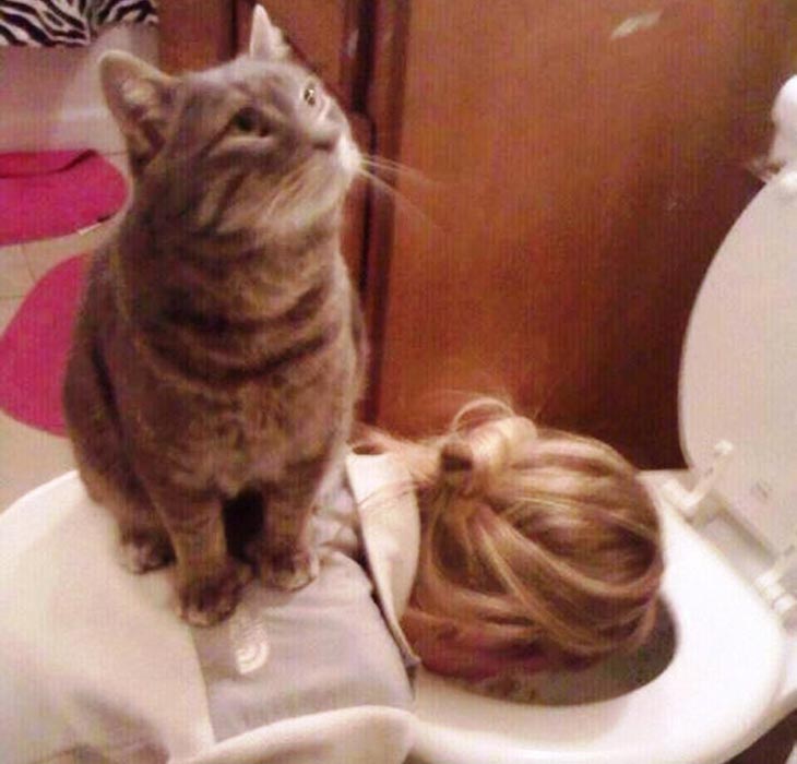 Mačka i WC