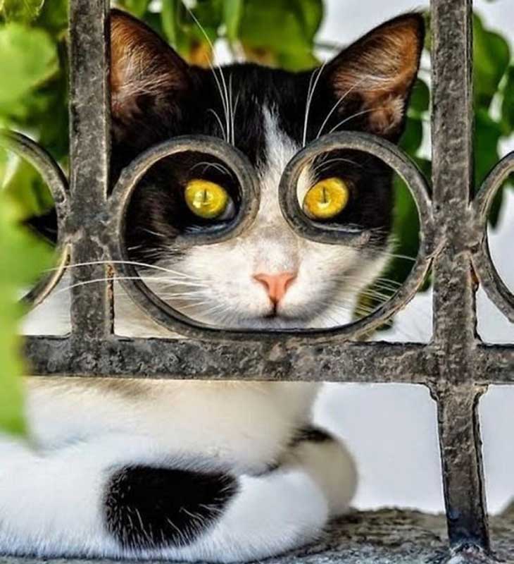 Mačka iza ograde