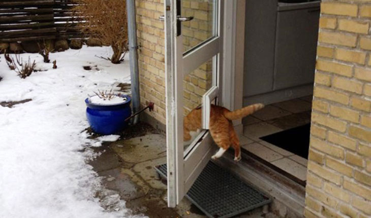 Mačka izlazi kroz vratanca