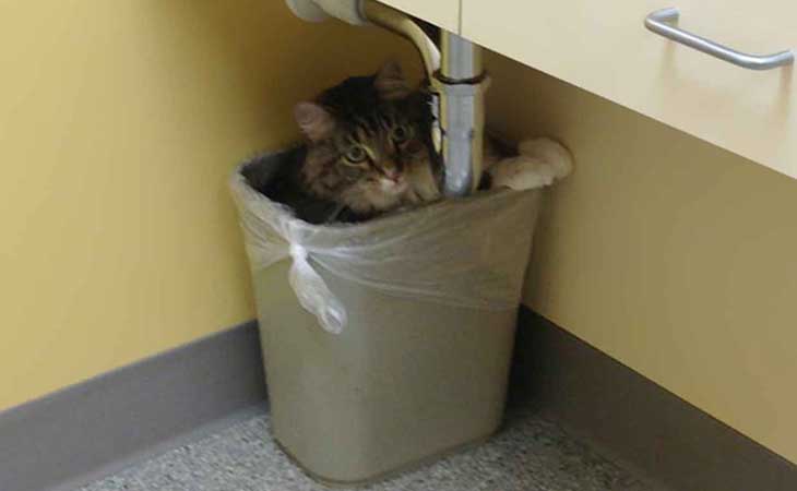Mačka se krije u kanti