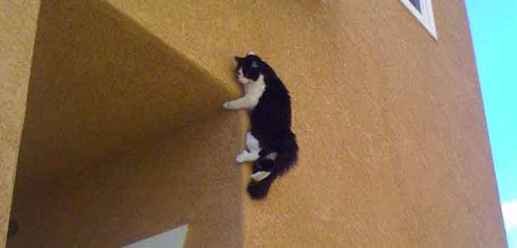 Mačka na zidu