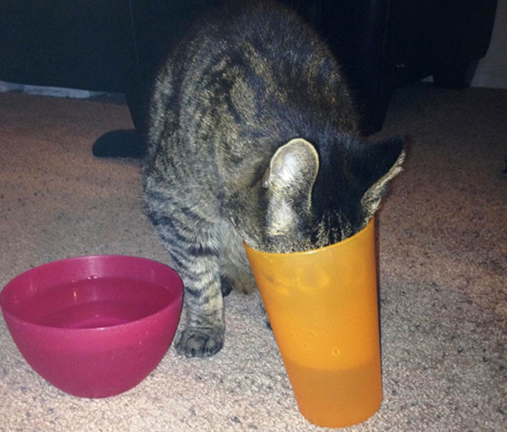 Mačka pije iz čaše