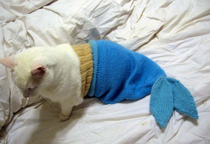 Mačka riba u horoskopu