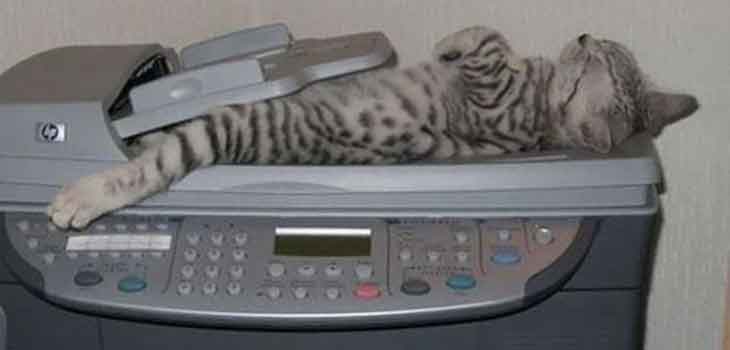 Mačka u fotokopir aparatu