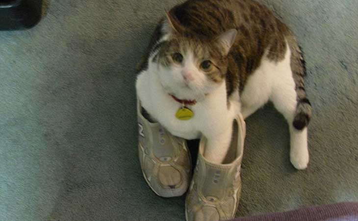 Mačka u papučama
