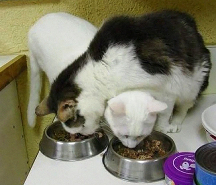 Mačke jedu zajedno
