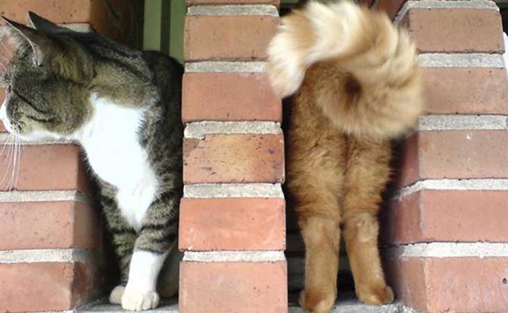 Mačke na zidu