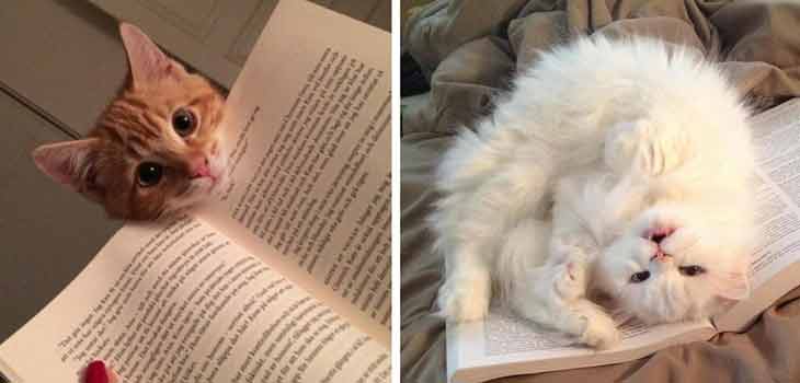 Mačke prekidaju čitanje