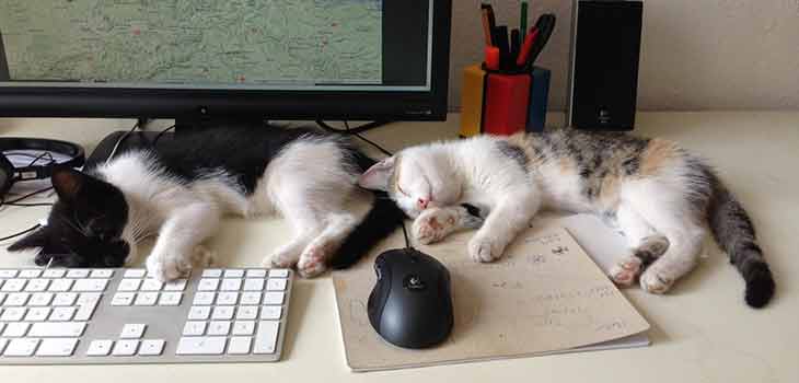 Mačke za kompjuterom