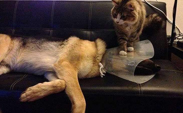Mačka i pas kod veterinara