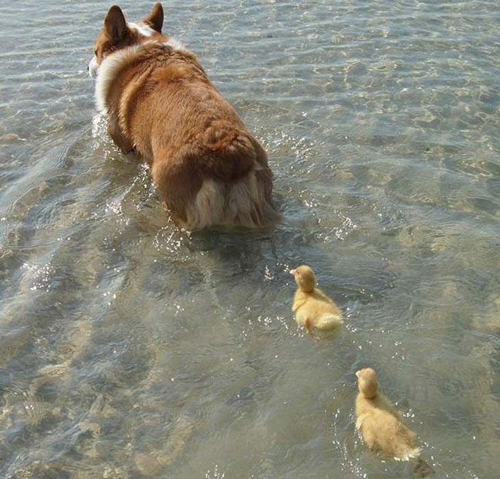 Pas uči pačiće plivanju