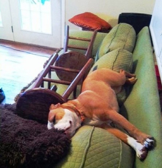 Pas na kauču