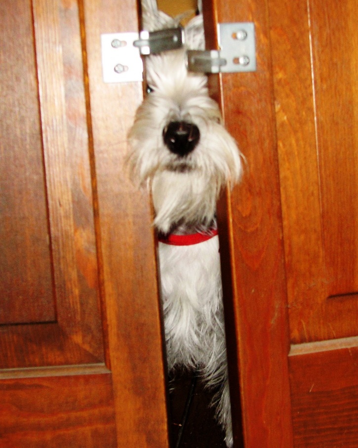 Pas ne voli zatvorena vrata