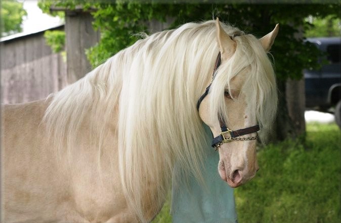 Predivni beli konj