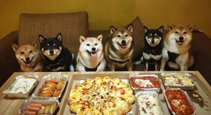 Psi šiba vole picu
