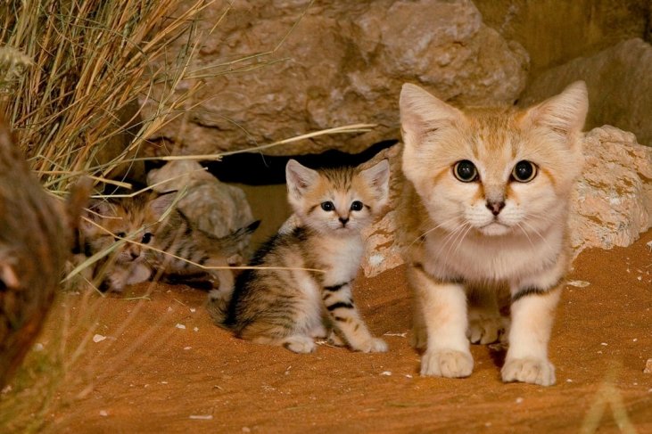 Pustinjska mačka i mačići