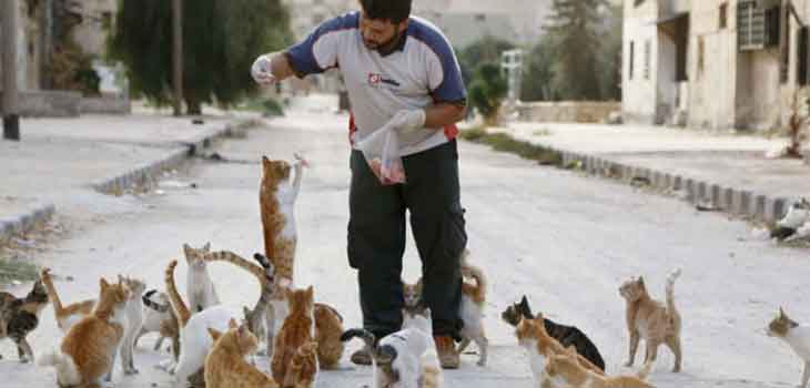 Sklonište za mačke Alepo