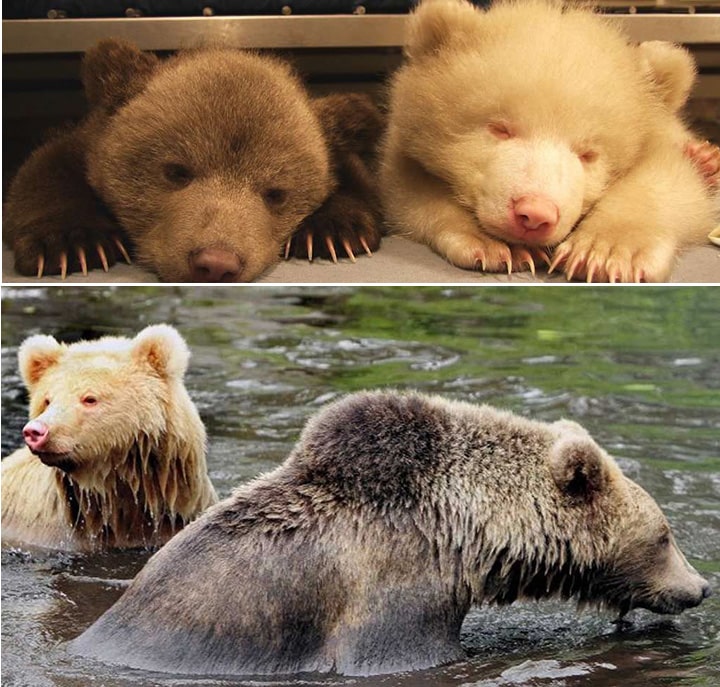 Medvedi - So i Biber