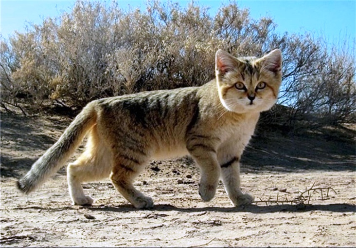 Tigrasta pustinjska mačka