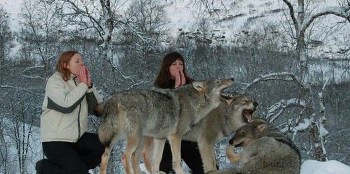 U poseti vukovima - Norveska
