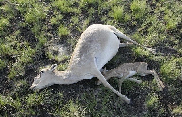 Uginula sajga antilopa