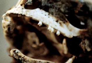 Zubi iguane