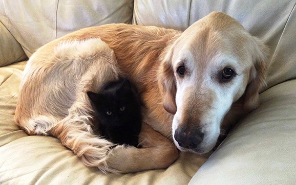 Pas i njegova maca