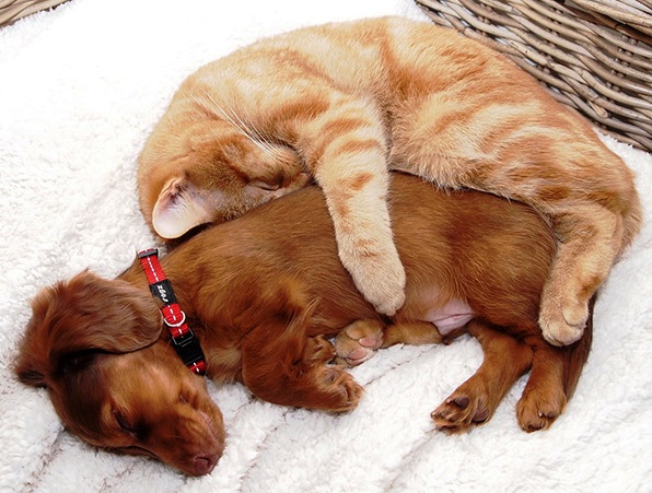 Mali pas i mače spavaju zajedno