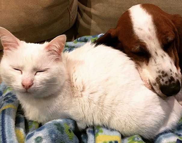 Pas i mačka spavaju zajedno