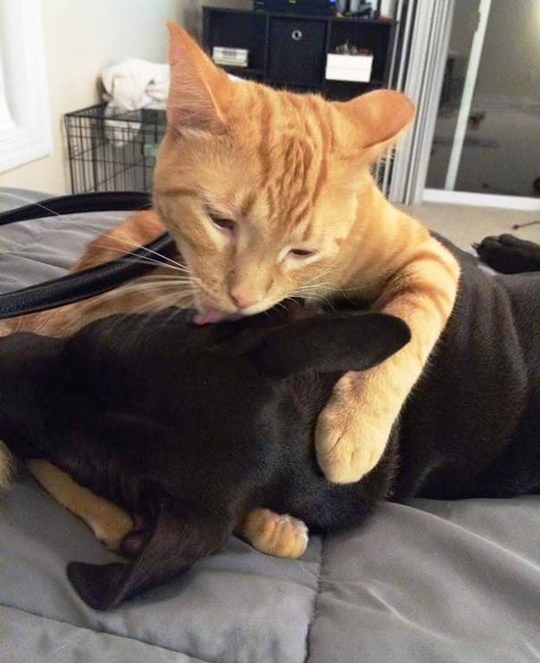 Mačka ljubi psa