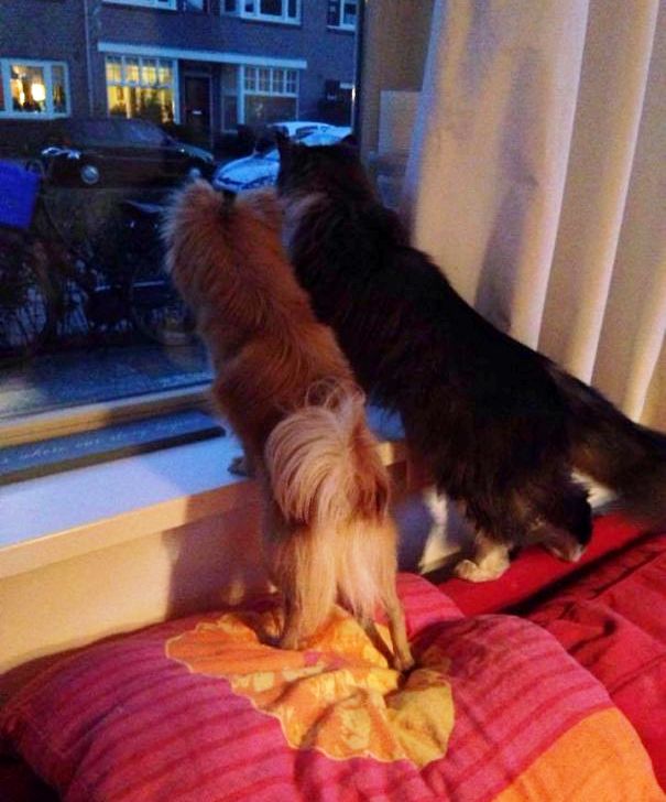 Mačka i pas gledaju kroz prozor