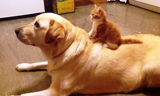Mačka i pas čekaju zajedno