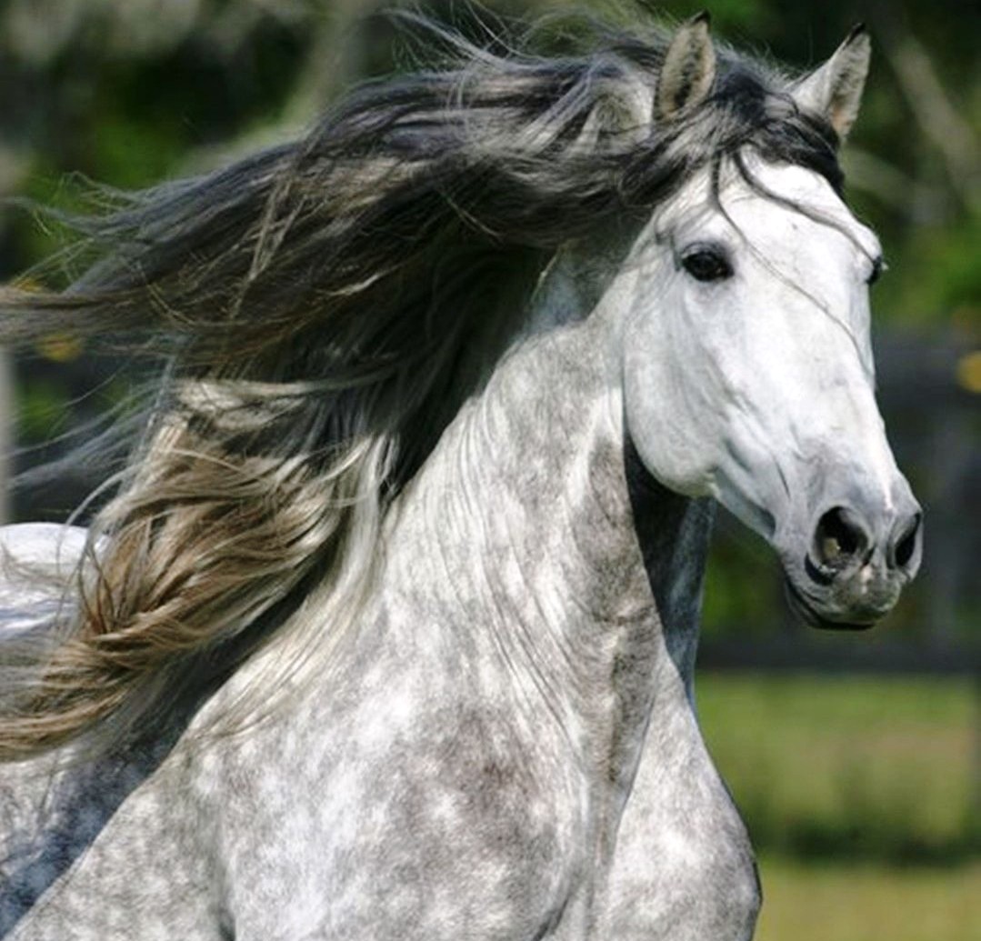Andaluzijski konj