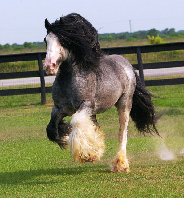 Blu roan ciganski konj