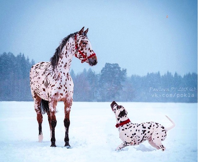 konj i dalmatinac iste boje