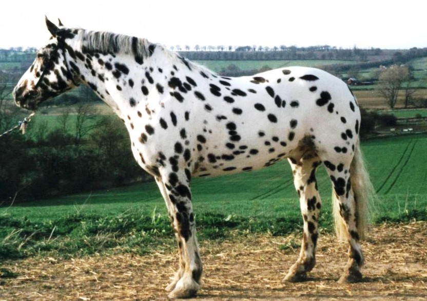 leopard apaluza konj