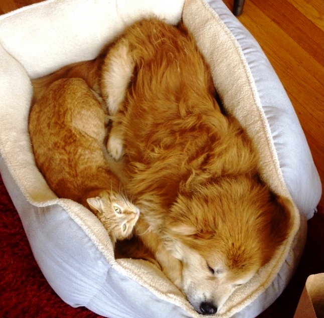 žuti pas i mačka