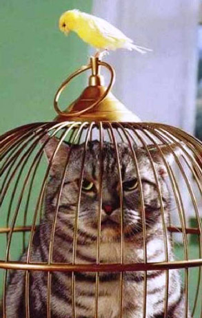 Mačka u kavezu