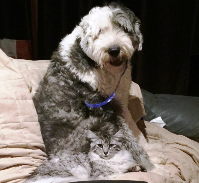 pas i mačka sive boje
