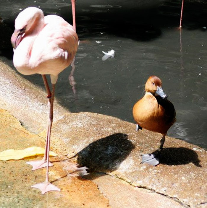 Patka misli da je flamingo