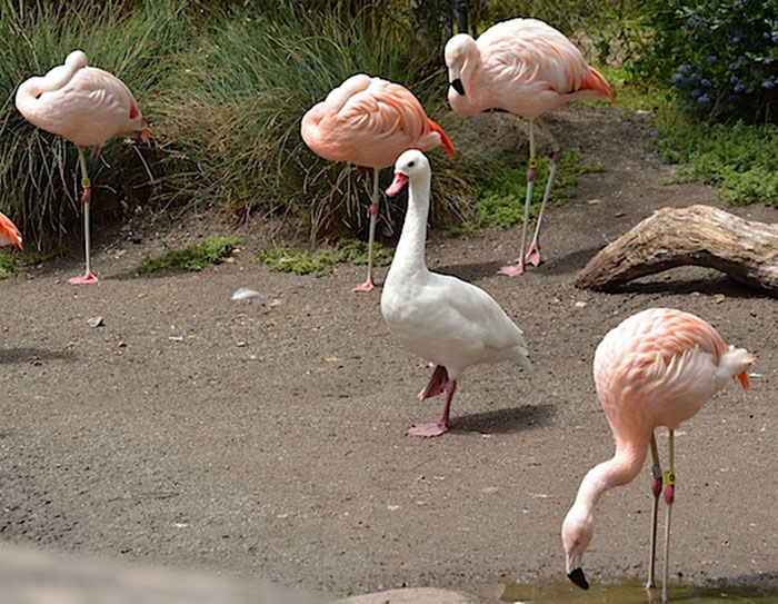 Patka misli da je flamingo